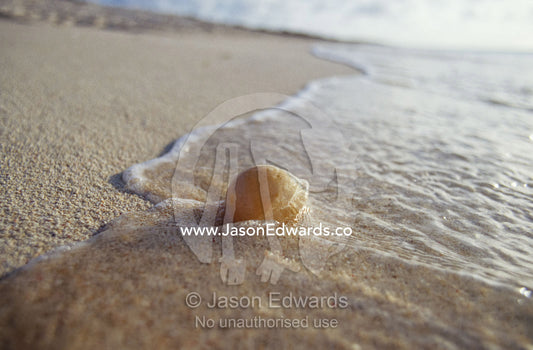 Waves approach an endangered green sea turtle egg exposed on a beach. East Diamond Island, Coral Sea Islands Territory, Australia.