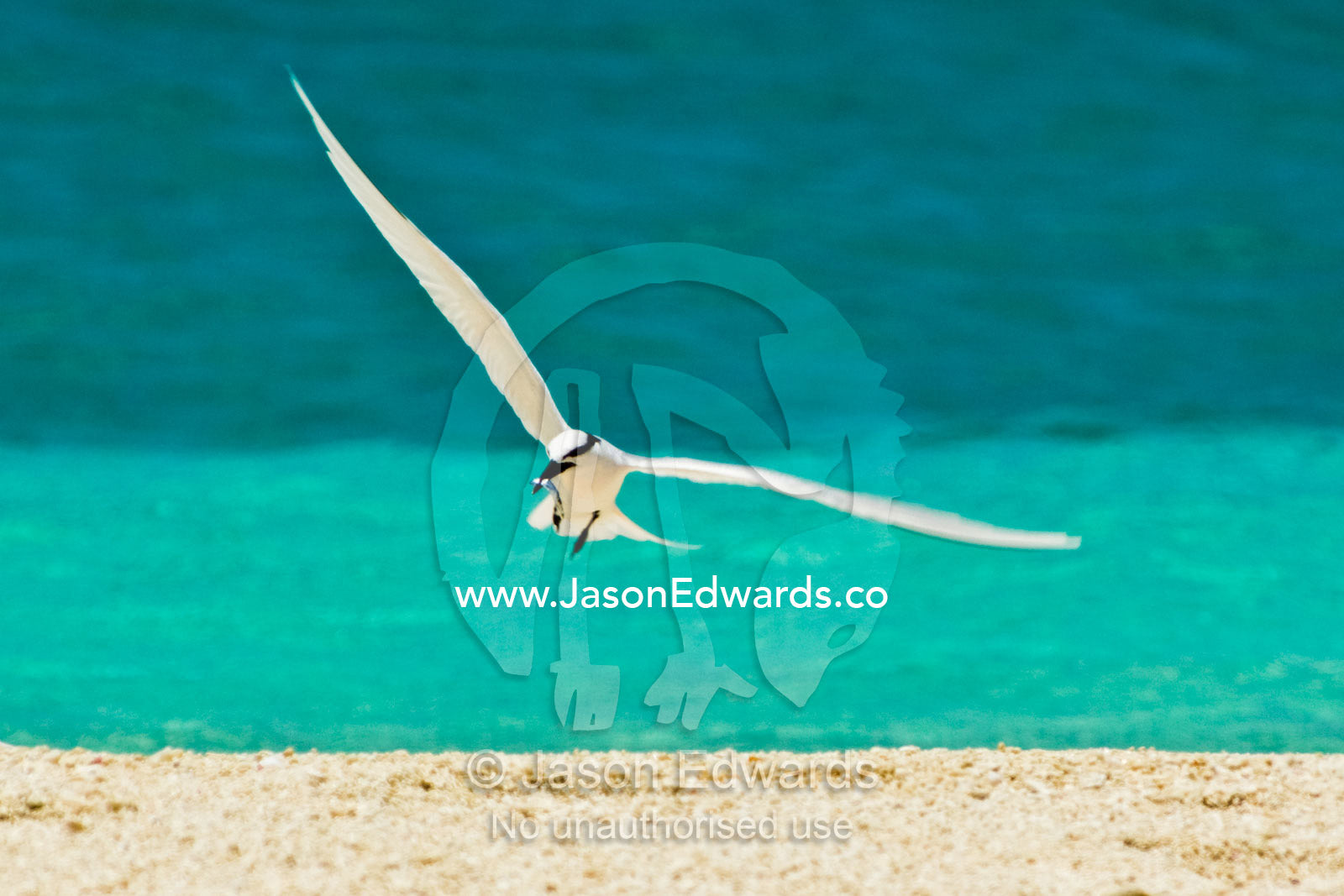 An elegant Black-naped Tern glides in to land on a beach with a fish. East Diamond Island, Coral Sea Islands Territory, Australia.