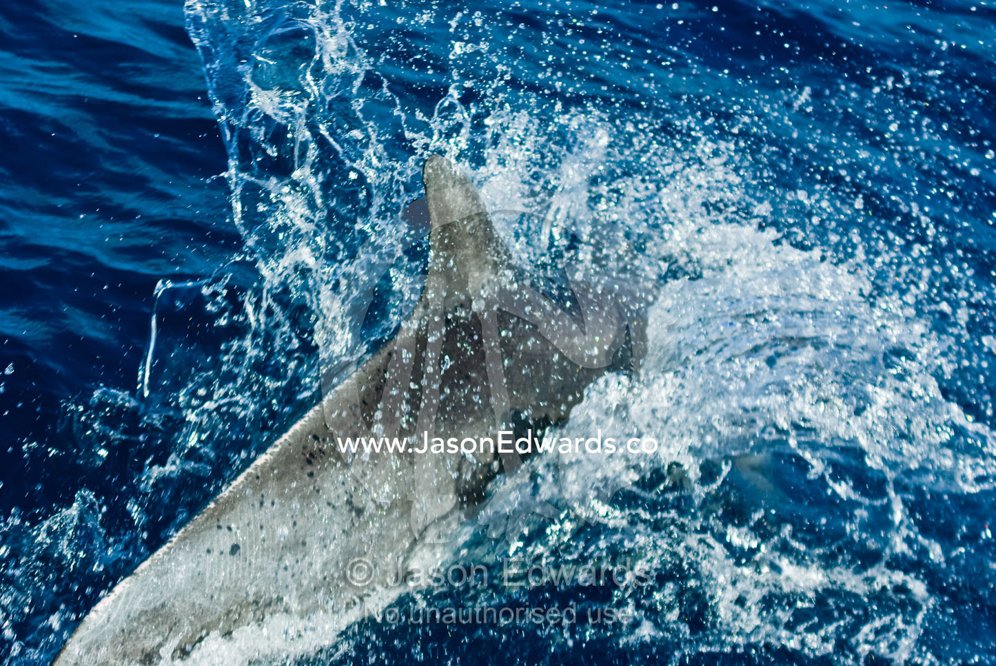 A Bottlenose Dolphin ploughs through the warm waters of the Coral Sea. Coral Sea, Coral Sea Islands Territory, Australia.