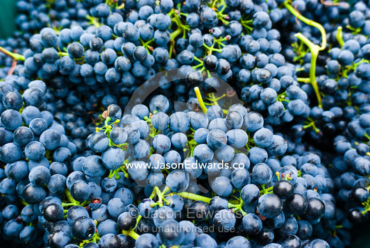 Bunches of freshly picked Syrah grapes waiting to be pressed into wine Yarra Valley, Victoria, Australia.