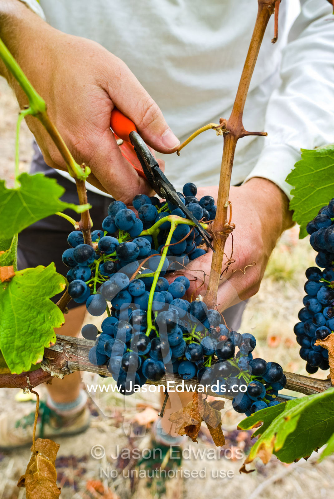 Harvesting lush bunches of Syrah Grapes in a vineyard using secateurs. Yarra Valley, Victoria, Australia.