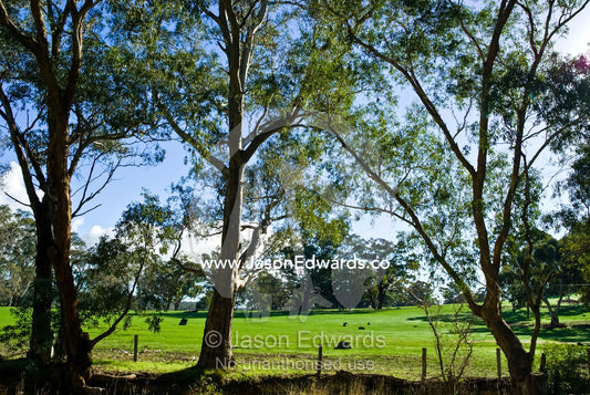 Eucalyptus tree lining lush green farmland along country road. Daylesford District, Victoria, Australia.