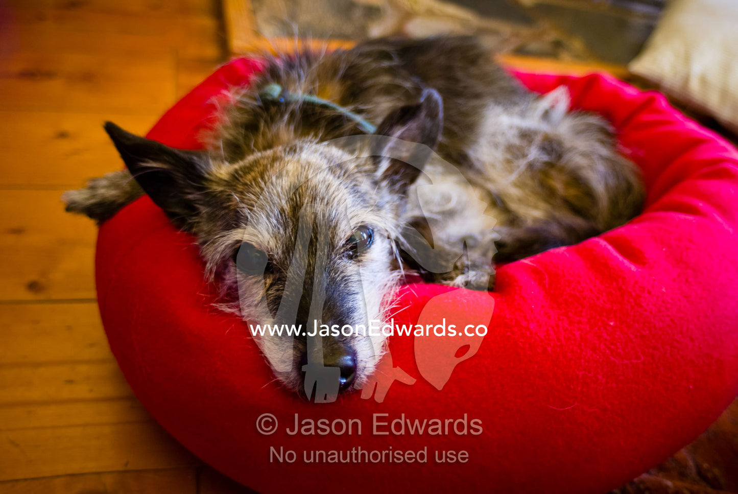An old much-loved grizzled and grey dog resting in a bright red bed. Castlemaine, Victoria, Australia.