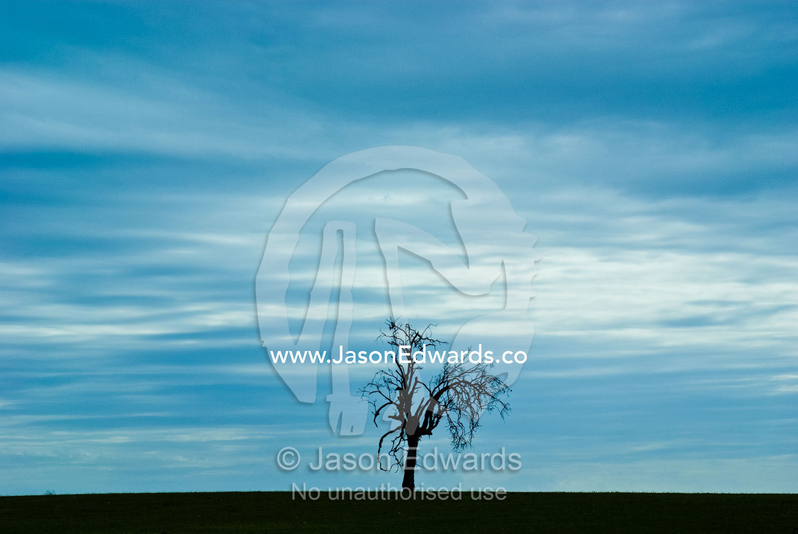 A dead tree rises from a farm field on a forlorn winters afternoon. near Wycheproof, Victoria, Australia.