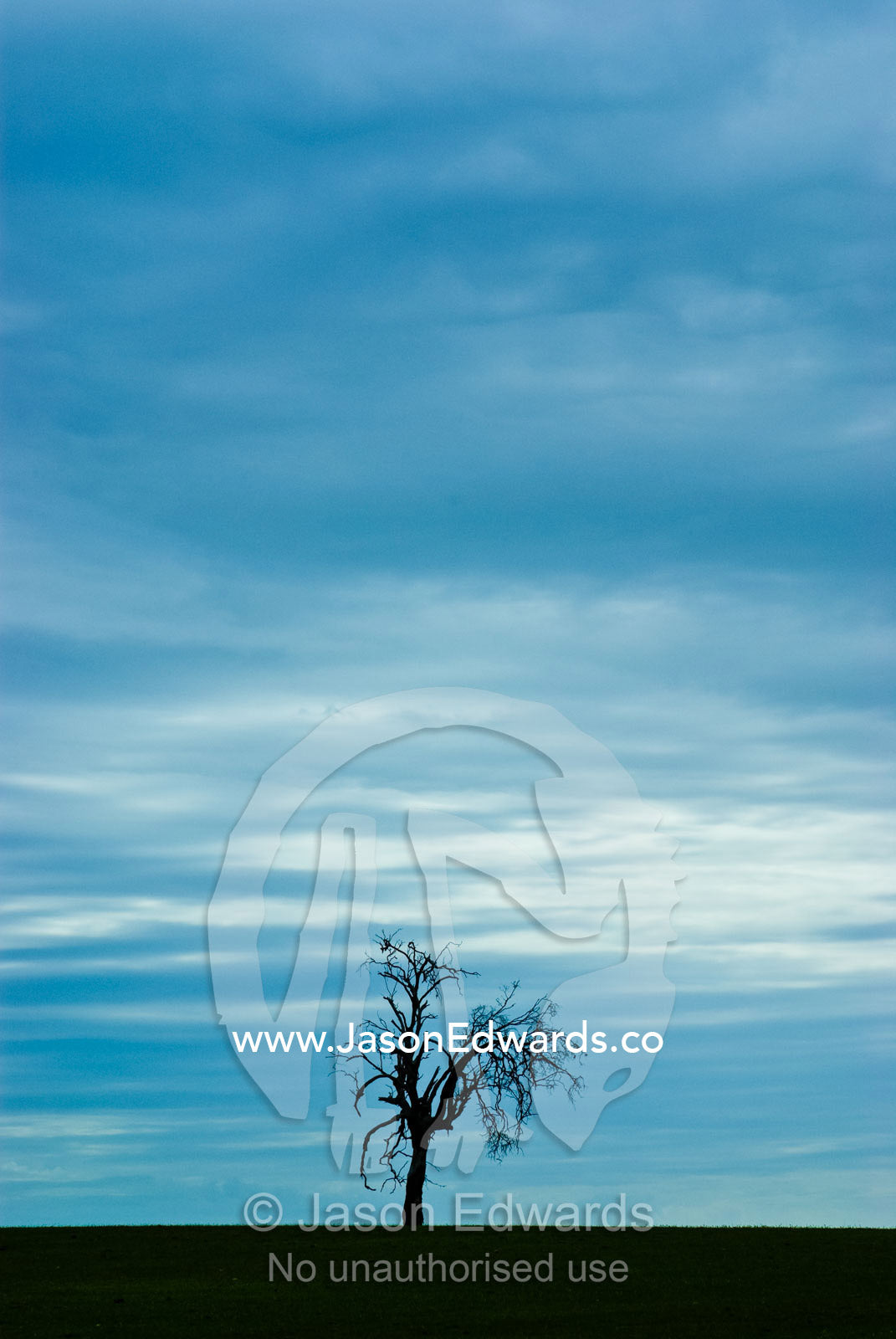 A dead tree rises from a farm field on a forlorn winters afternoon. near Wycheproof, Victoria, Australia.