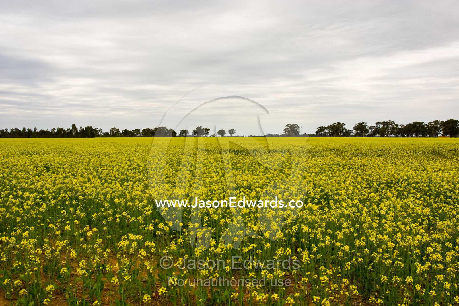 A crop of experimental canola flowers growing in drought-stricken soil near Birchip, Victoria, Australia.