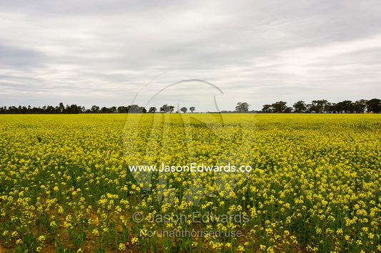 A crop of experimental canola flowers growing in drought-stricken soil near Birchip, Victoria, Australia.