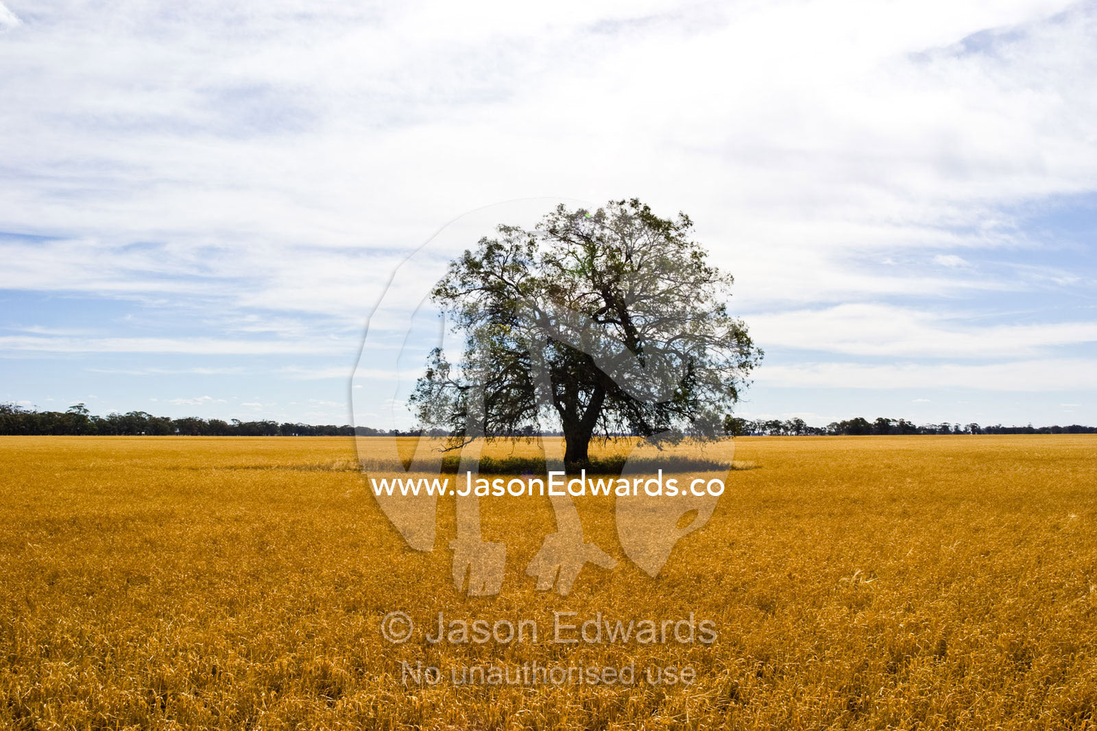 A lone tree casts a shadow on a wheat field on a hot summers day. near Boonoonar, Victoria, Australia.