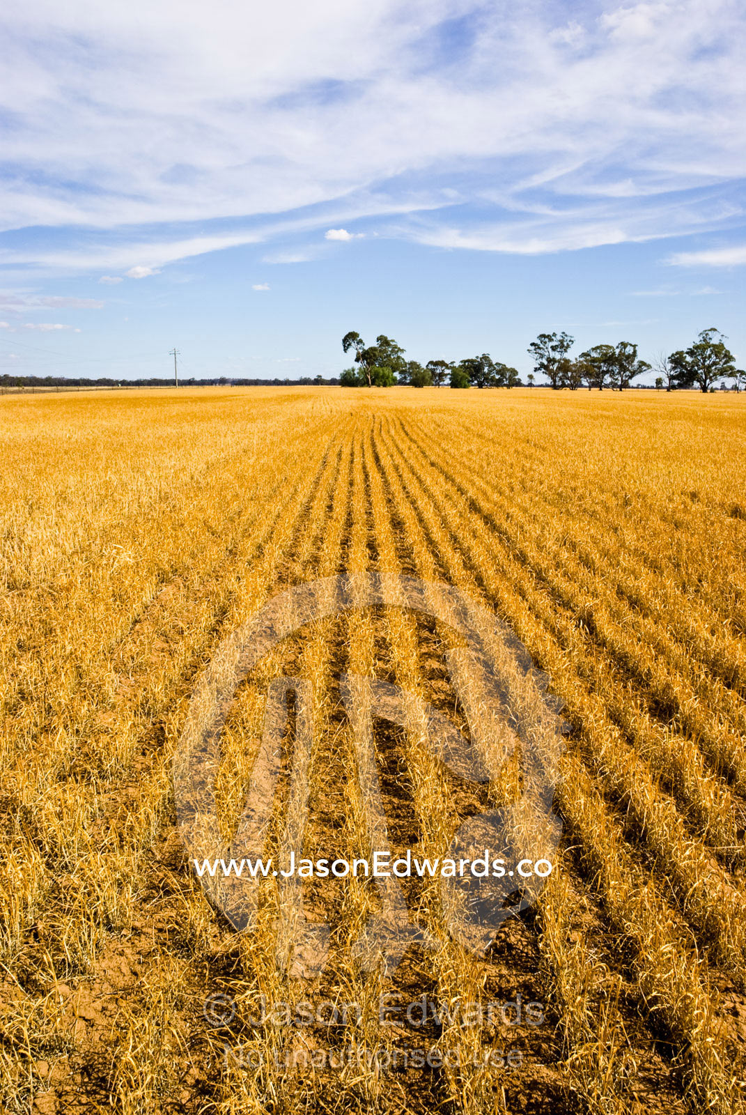 Long rows of golden wheat sprout from the dry earth on a summers day. near Boonoonar, Victoria, Australia.