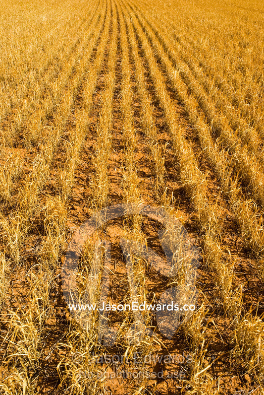 Long rows of golden wheat spout from the dry earth on a summers day. near Boonoonar, Victoria, Australia.