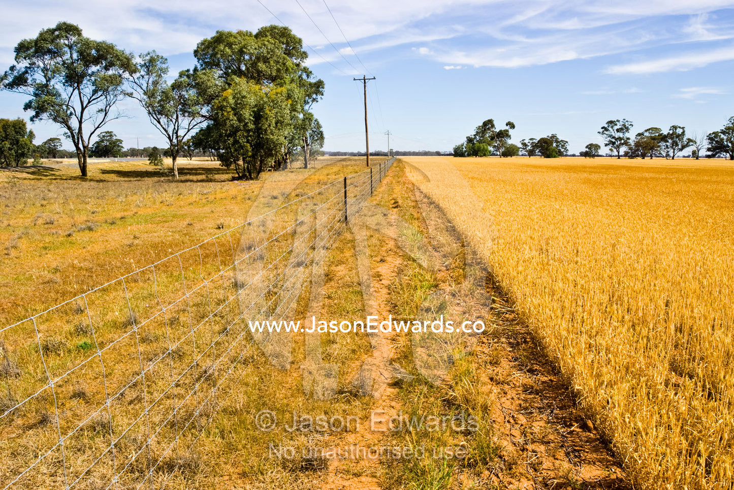 A farm fence protects a crop of wheat from grazing cattle and sheep. near Boonoonar, Victoria, Australia.