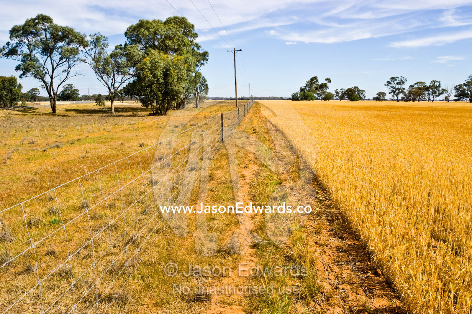A farm fence protects a crop of wheat from grazing cattle and sheep. near Boonoonar, Victoria, Australia.