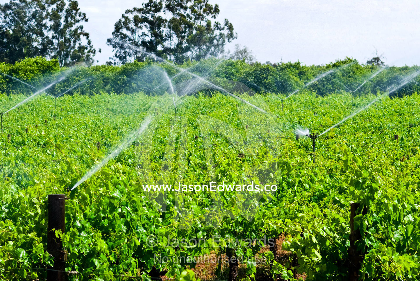 Irrigation sprinklers fed from the Murray River water grape vines. Mildura, Victoria, Australia.