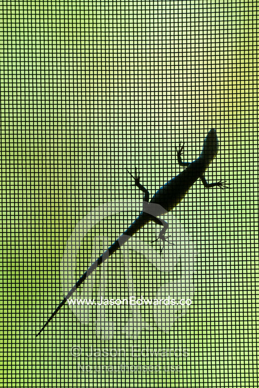 A desert skink climbs up the fly wire screen of a ranger station door. Sturt National Park, New South Wales, Australia.
