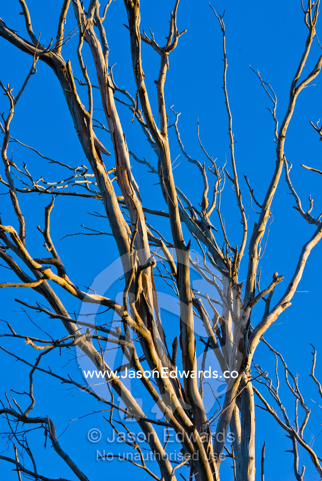 The skeletal branches of a dead eucalyptus tree against the desert sky Sturt National Park, New South Wales, Australia.