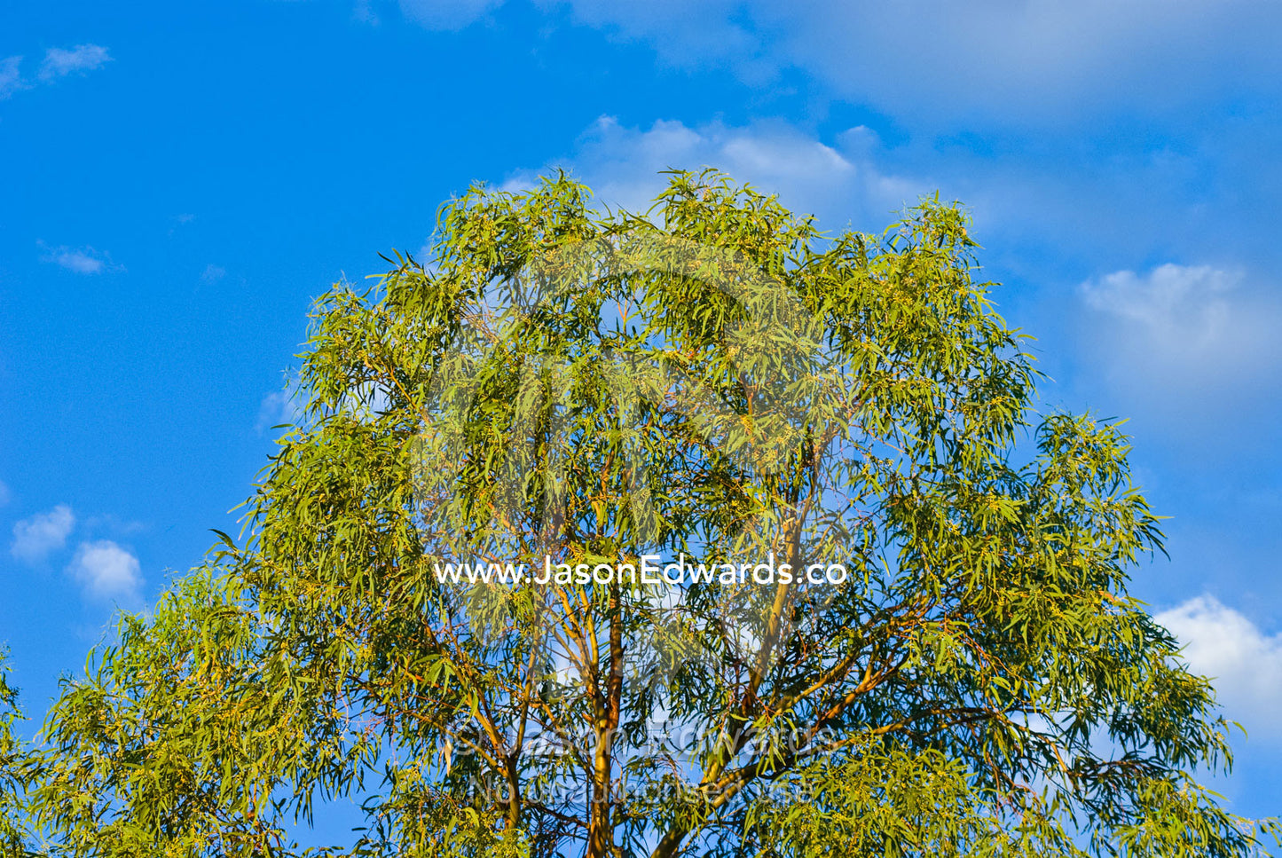 The bright green canopy of a eucalyptus tree against the desert sky. Sturt National Park, New South Wales, Australia.
