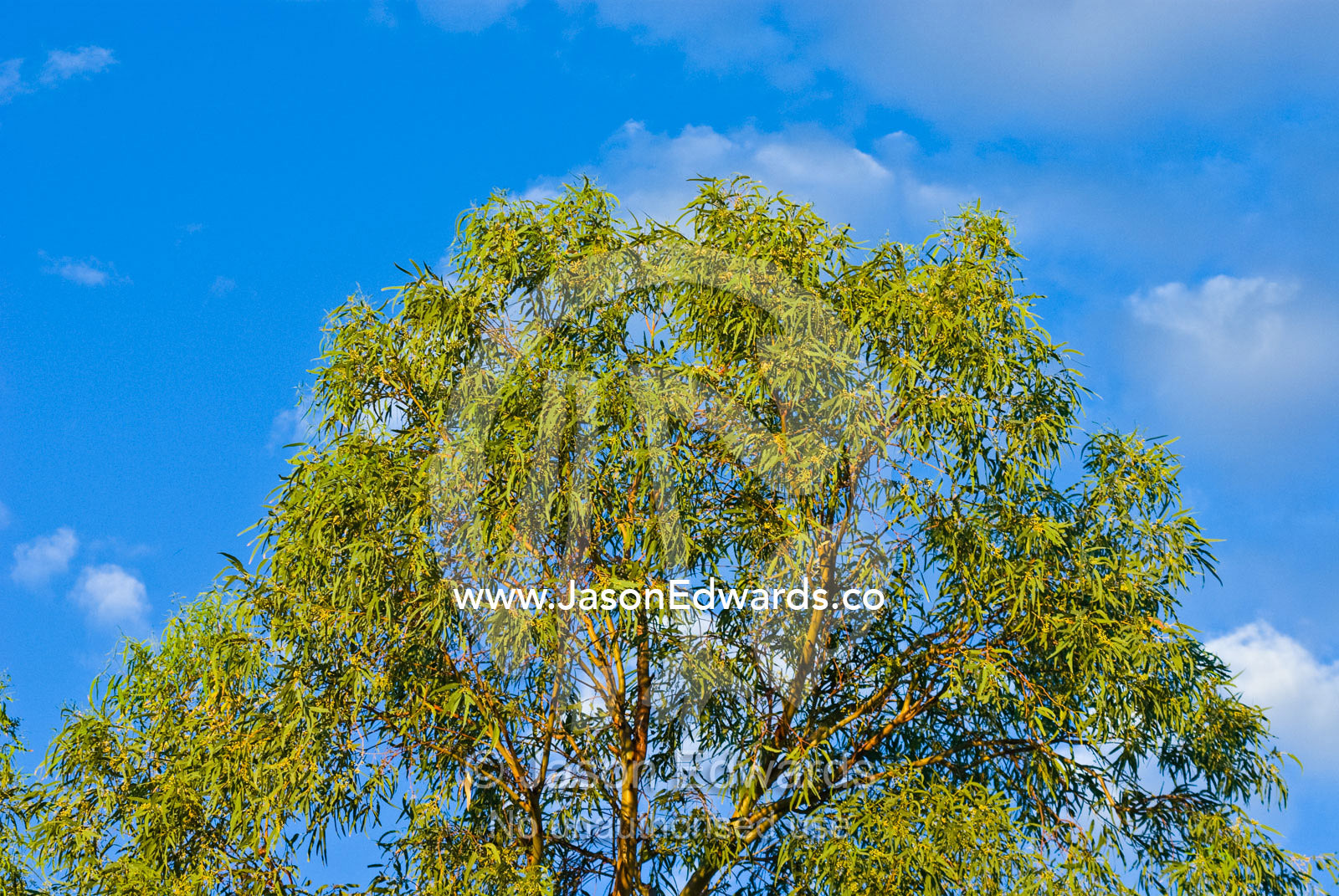 The bright green canopy of a eucalyptus tree against the desert sky. Sturt National Park, New South Wales, Australia.