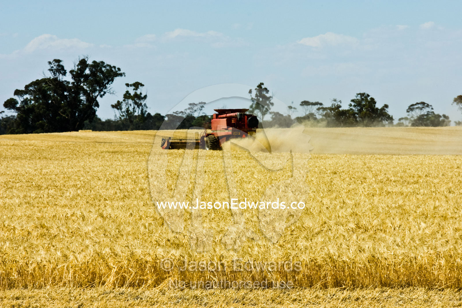A combine harvester working in a dusty wheat field collecting grain. near Bendigo, Victoria, Australia.