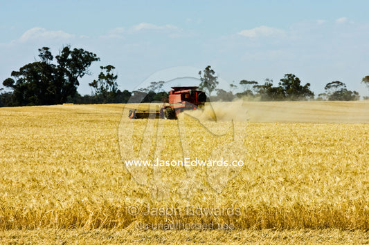 A combine harvester working in a dusty wheat field collecting grain. near Bendigo, Victoria, Australia.