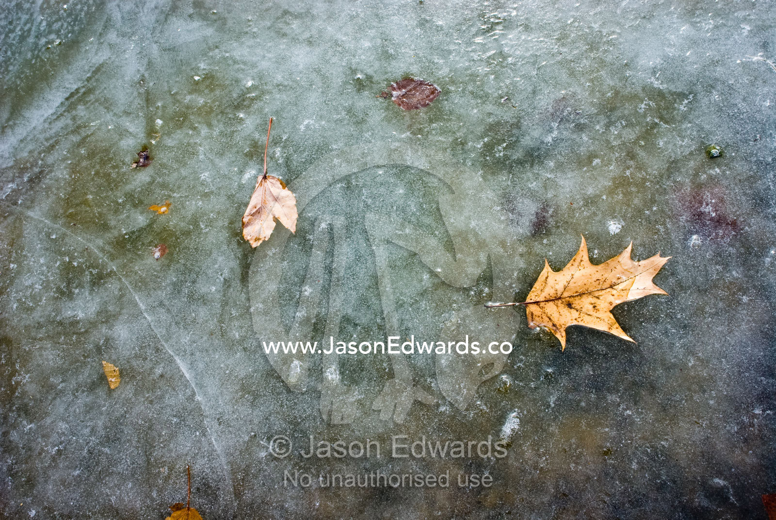 Leaves rest on the frozen surface of Lincoln Memorial Reflecting Pool. Lincoln Memorial Reflecting Pool, National Mall, Washington, DC, United States of America.