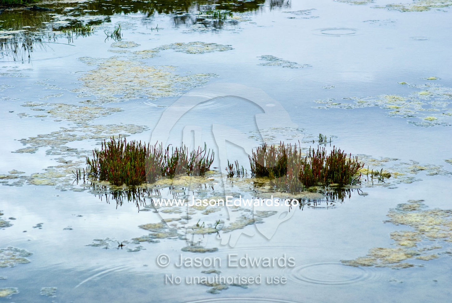 Raindrops fall on the still surface of a reed-filled tidal inlet. Haystacks Inlet, Torquay Point, Torquay, Victoria, Australia.