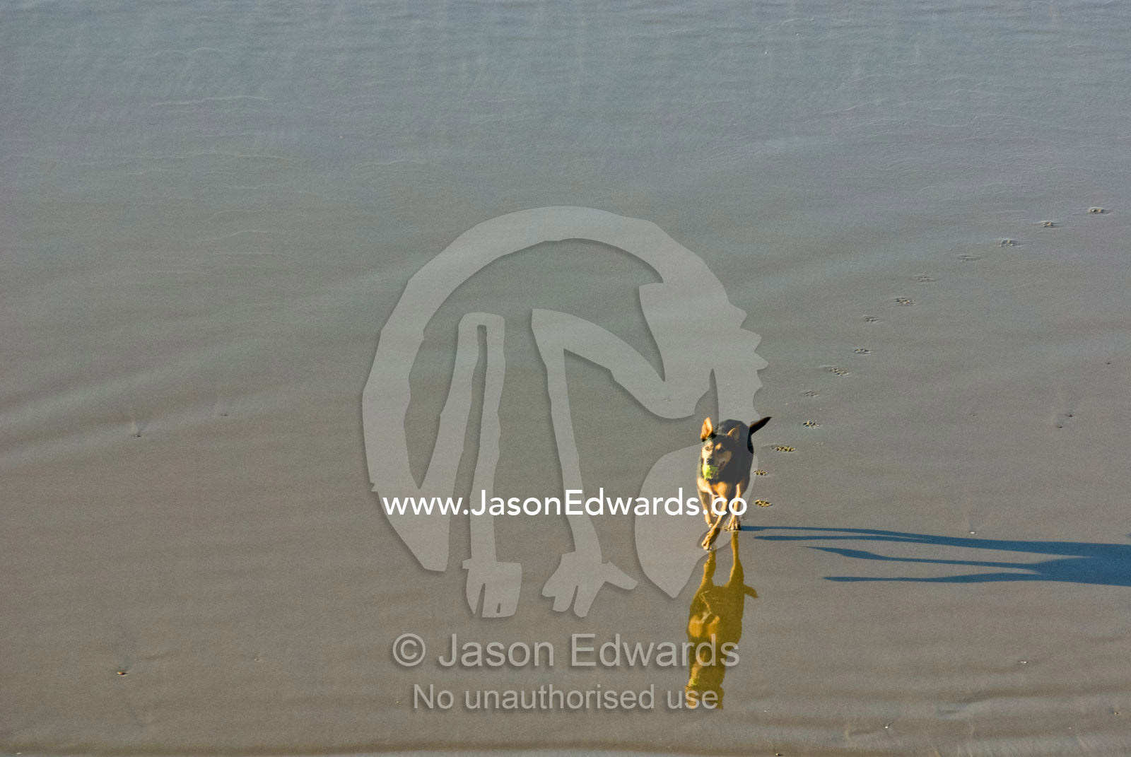 A pet dog running along a beach at dawn with a ball in his mouth. Jan Juc, Victoria, Australia.