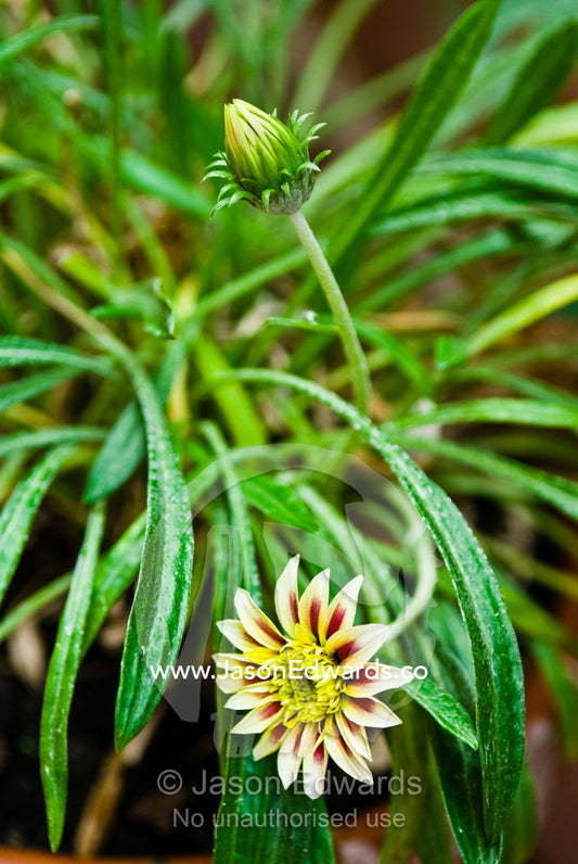 Yellow and red Gazania flower petals budding in a garden pot. North Carlton, Victoria, Australia.