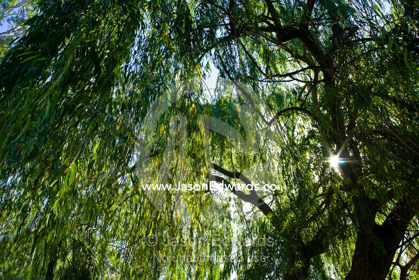Dappled sunlight filters through the green canopy of a Weeping Willow. Deniliquin, New South Wales, Australia.