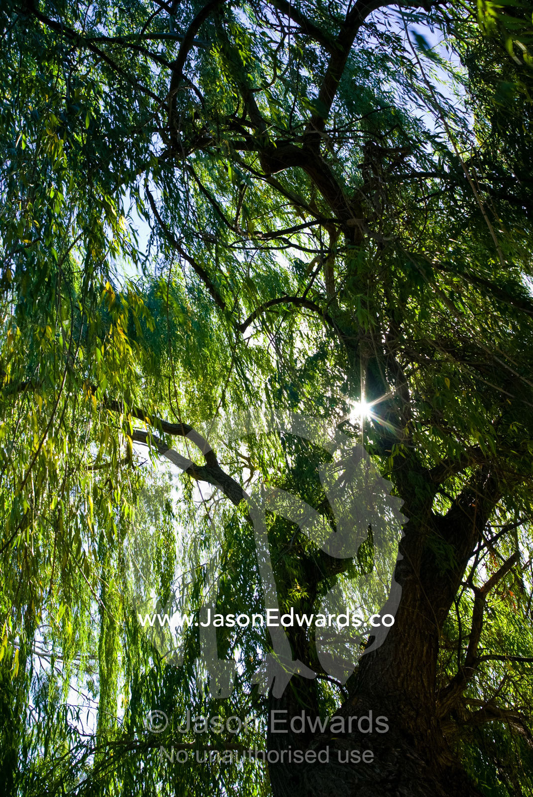 Dappled sunlight filters through the green canopy of a Weeping Willow. Deniliquin, New South Wales, Australia.