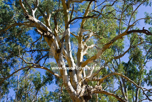The sprawling branches of a mature River Red Gum on a flood plain. Barmah State Forest, New South Wales, Australia.