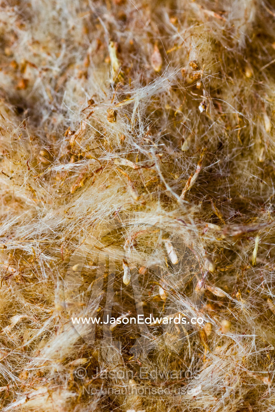 A closeup of the fluffy seeding head of a Bulrush, Typha orientalis. Bullatail Creek, Mundiwa Station, Deniliquin, New South Wales, Australia