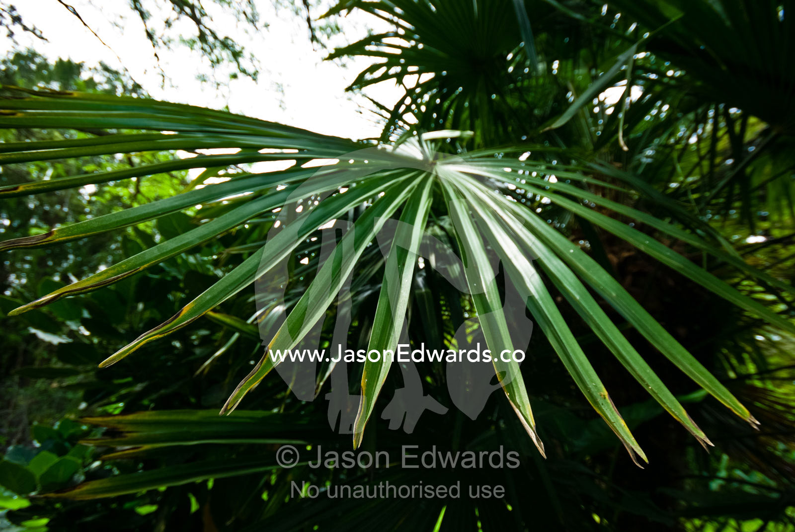 The finger-like fronds of a Trachycarpus Palm in an historic garden. Royal Botanic Gardens, Melbourne, Victoria, Australia.