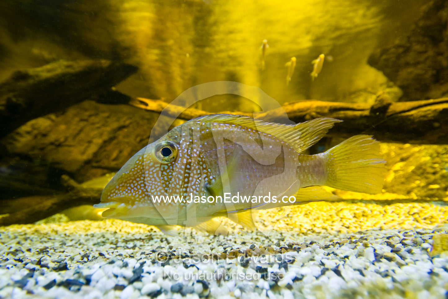 A Horse Face Cichlid, Geophagus Jurupari, swimming in an aquarium. Melbourne Aquarium, Melbourne, Victoria, Australia