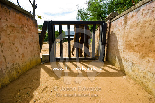 A captive Asian Elephant paces behind a solid steel gate in a city zoo Melbourne Zoo, Parkeville, Victoria, Australia.