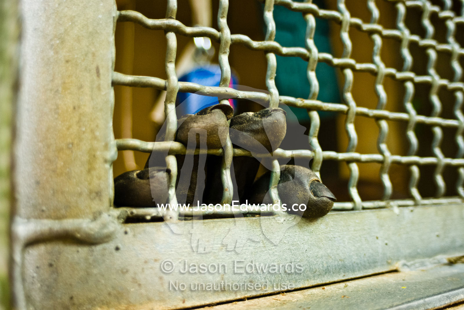The fingers of a Western Lowland Gorilla poking through cage wire. Melbourne Zoo, Victoria, Australia.