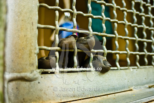 The fingers of a Western Lowland Gorilla poking through cage wire. Melbourne Zoo, Victoria, Australia.