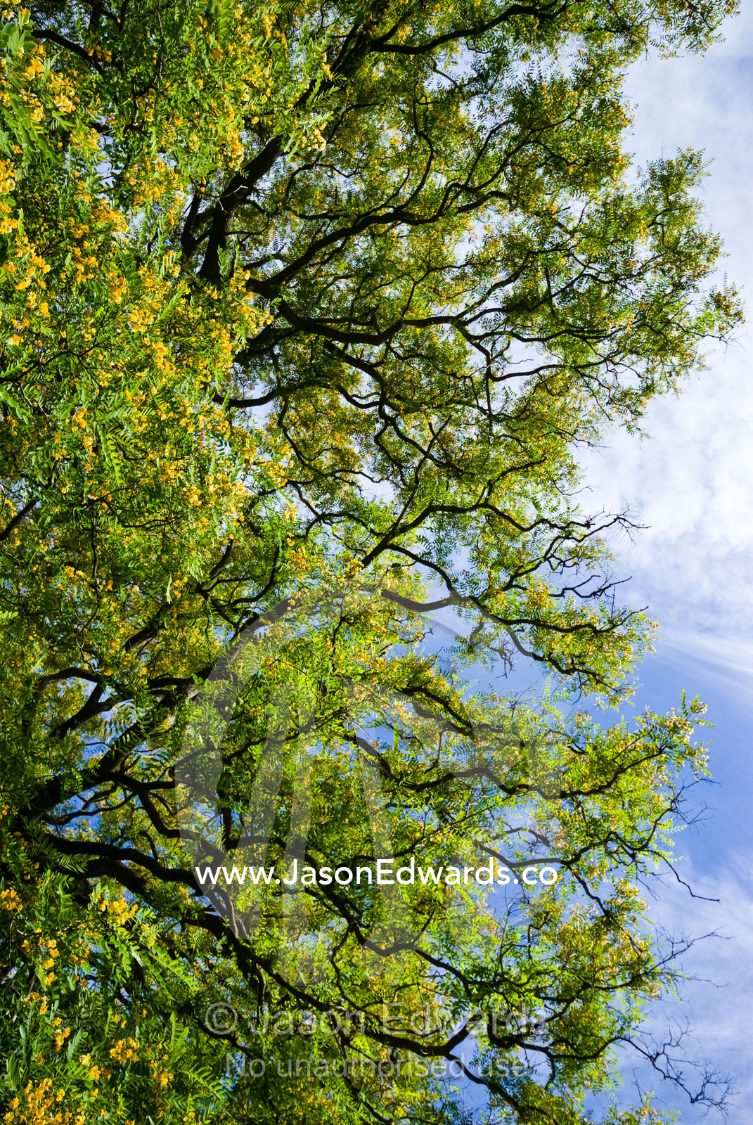 A finger-like mosaic canopy of a Rosewood tree on a clear summers day. Royal Botanic Gardens, Melbourne, Victoria, Australia.