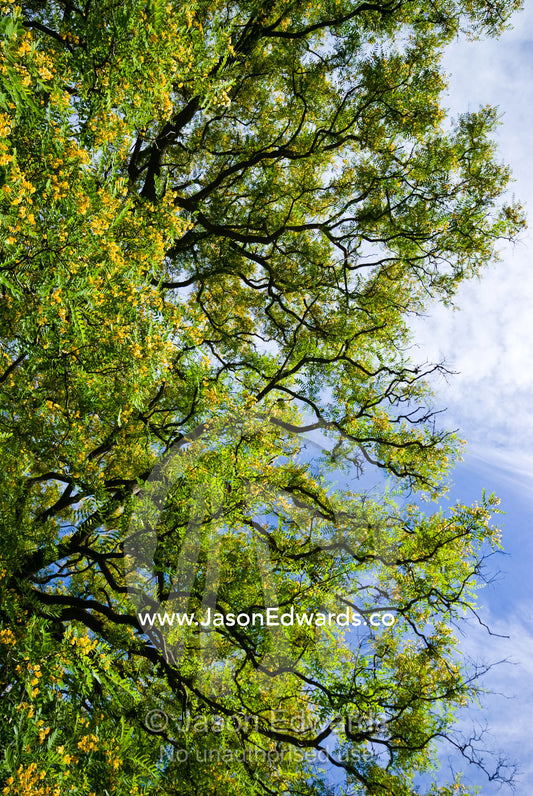 A finger-like mosaic canopy of a Rosewood tree on a clear summers day. Royal Botanic Gardens, Melbourne, Victoria, Australia.