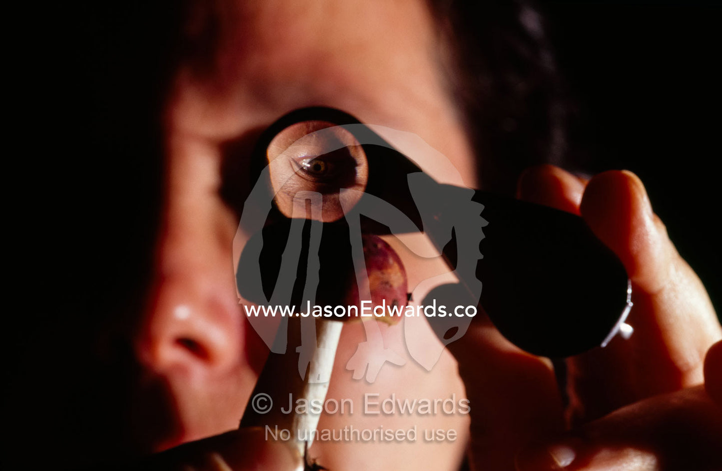 A mycologist examines the cap of a Russula mushroom using a loupe. Waratah, Tarkine Wilderness Area, Tasmania, Australia.
