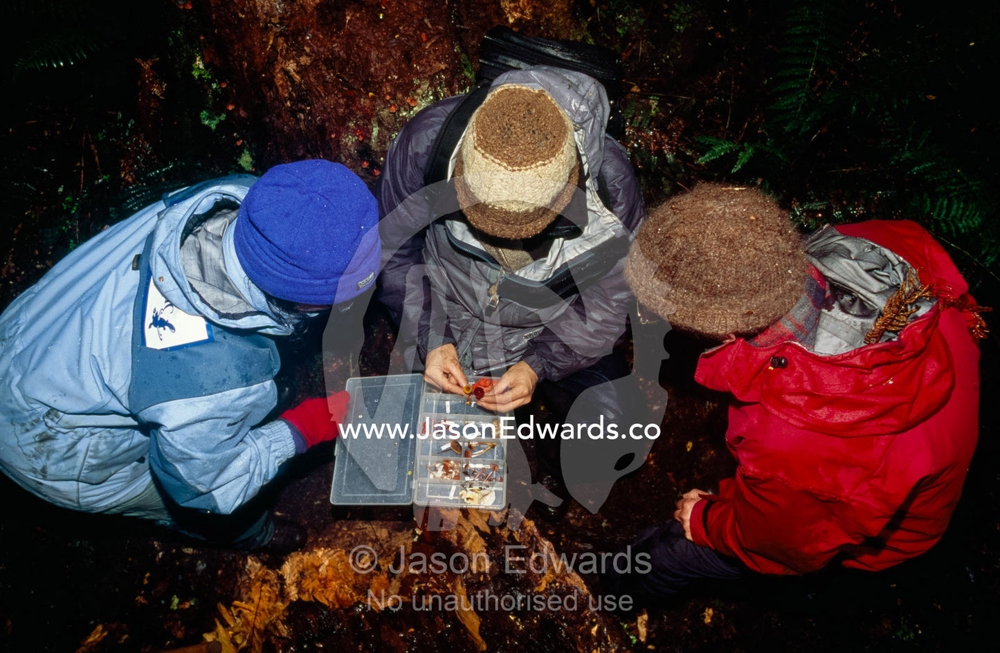Mycologists examine fungi specimens collected from the forest floor. Tarkine Wilderness Area, Tasmania, Australia.