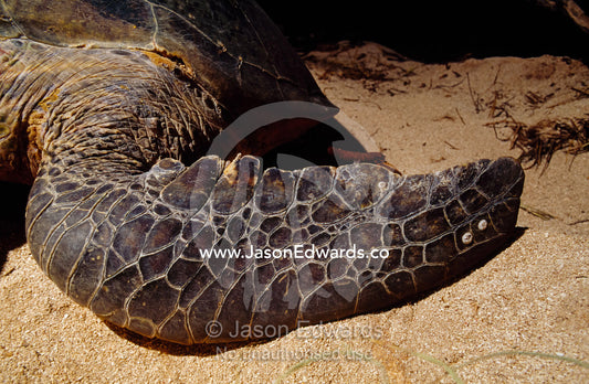 The leathery scales on the flipper of an endangered green sea turtle. East Diamond Island, Coral Sea Plateau, Coral Sea Island Territory, Australia.