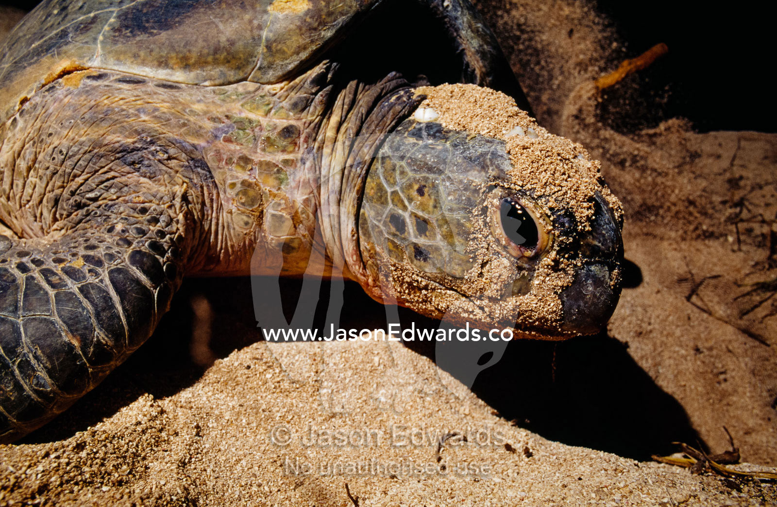 A female endangered green sea turtle covered in sand as she lays eggs. East Diamond Island, Coral Sea Plateau, Coral Sea Island Territory, Australia.