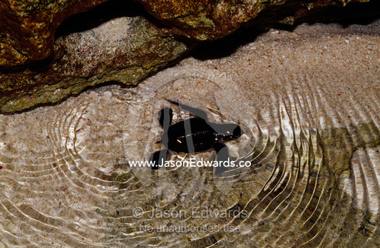 A tiny endangered green sea turtle hatchling swims to sea at night. East Diamond Island, Coral Sea Plateau, Coral Sea Island Territory, Australia.