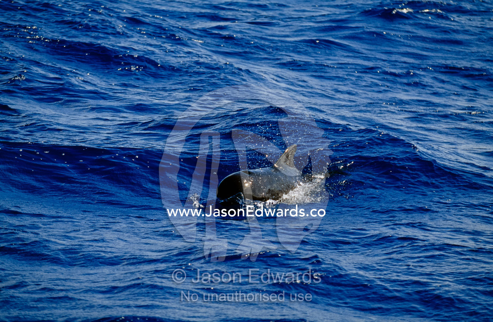 A shortfin pilot whale surfaces to breathe through its blow hole. Coral Sea, Queensland, Australia.