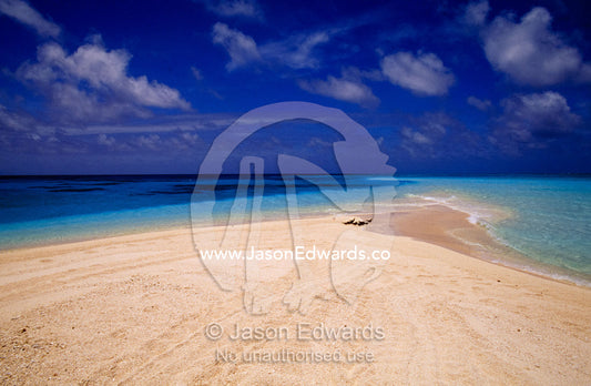 A flock of black noddy rest on a remote sand spit in turquoise seas. Coral Sea, Coral Sea Plateau, Queensland, Australia.