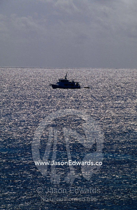 A charter boat dwarfed in the sun-dappled waters of the Coral Sea. Coral Sea, Queensland, Australia.