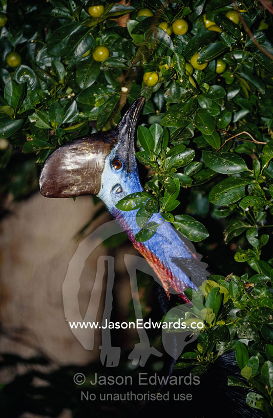 An endangered cassowary cranes its long colorful neck to reach fruit. Moresby Range National Park, Queensland, Australia.