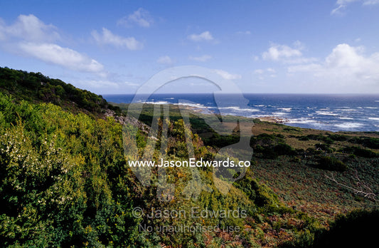 A remote and windswept hillside overlooking the Southern Ocean. South West Conservation Area, Tasmania, Australia.