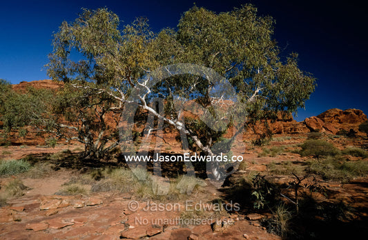 A lone ghost gum rises from a volcanic red plateau in the Outback. Watarrka National Park, King's Canyon, Northern Territory, Australia.