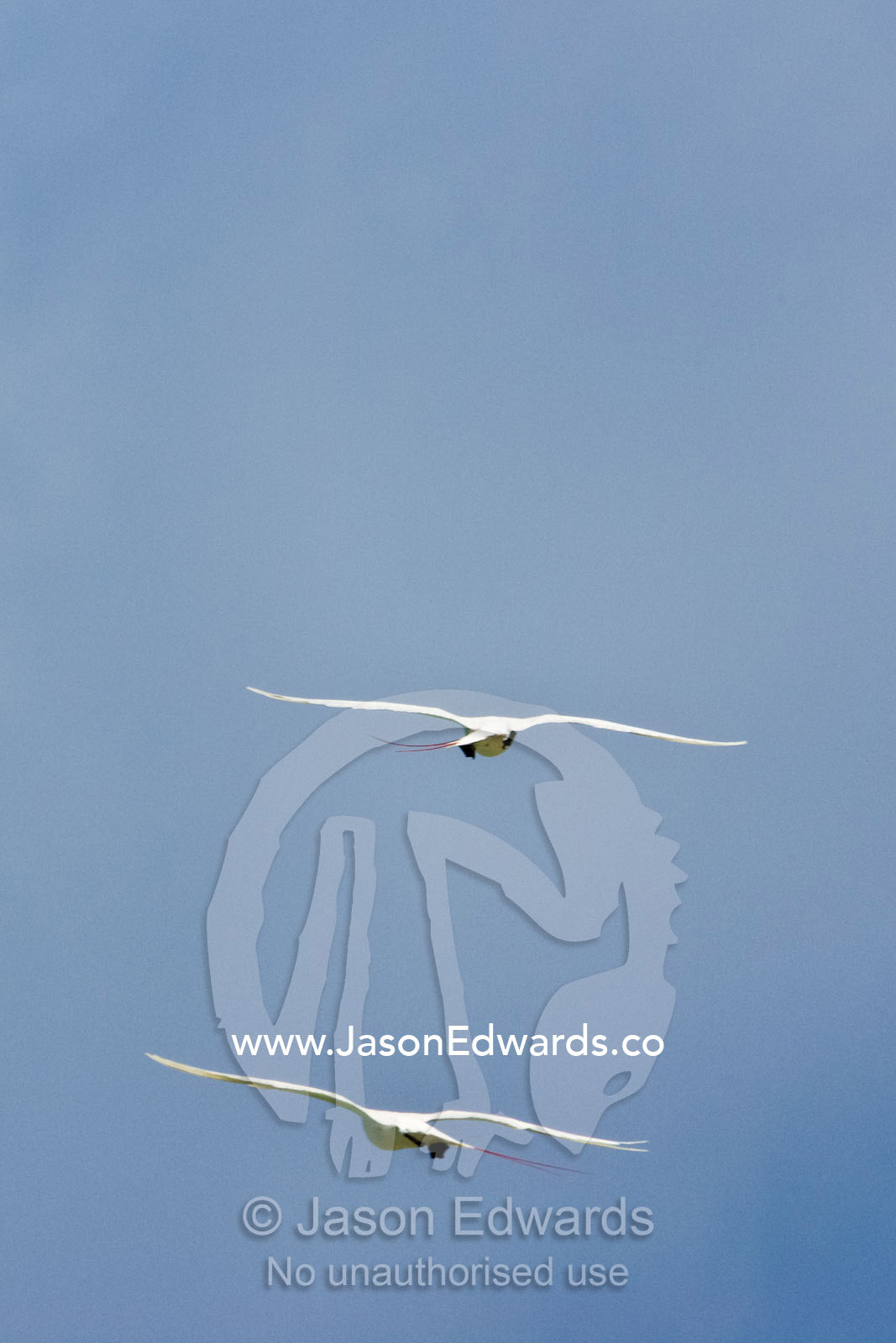 A pair of Red-tailed Tropicbird soar through a clear tropical sky. Coral Sea Islands Territory, Queensland, Australia.